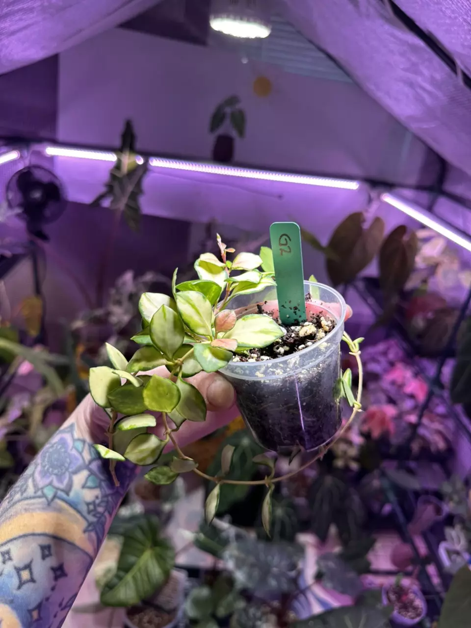 plant/G2 Hoya Variegaged Heushkeliana-0