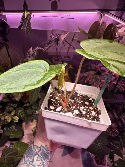 plant/G7 Anthurium (fs x rl)pap x (long x bullet) pap-2-thumbnail