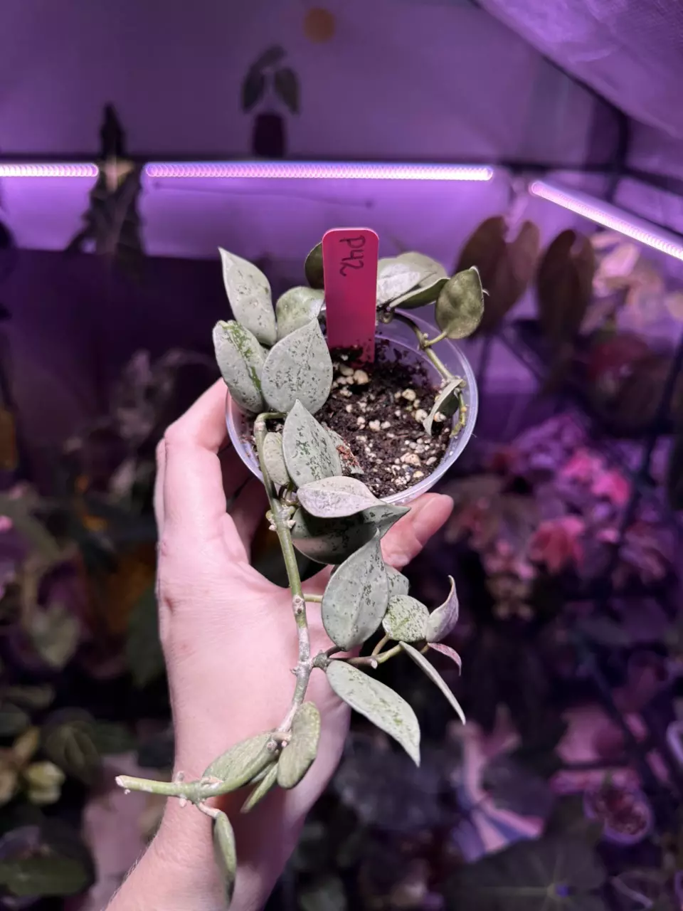 plant/P41 Hoya Krohniana Silver Splash-0