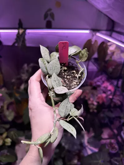 plant/P41 Hoya Krohniana Silver Splash-0-thumbnail