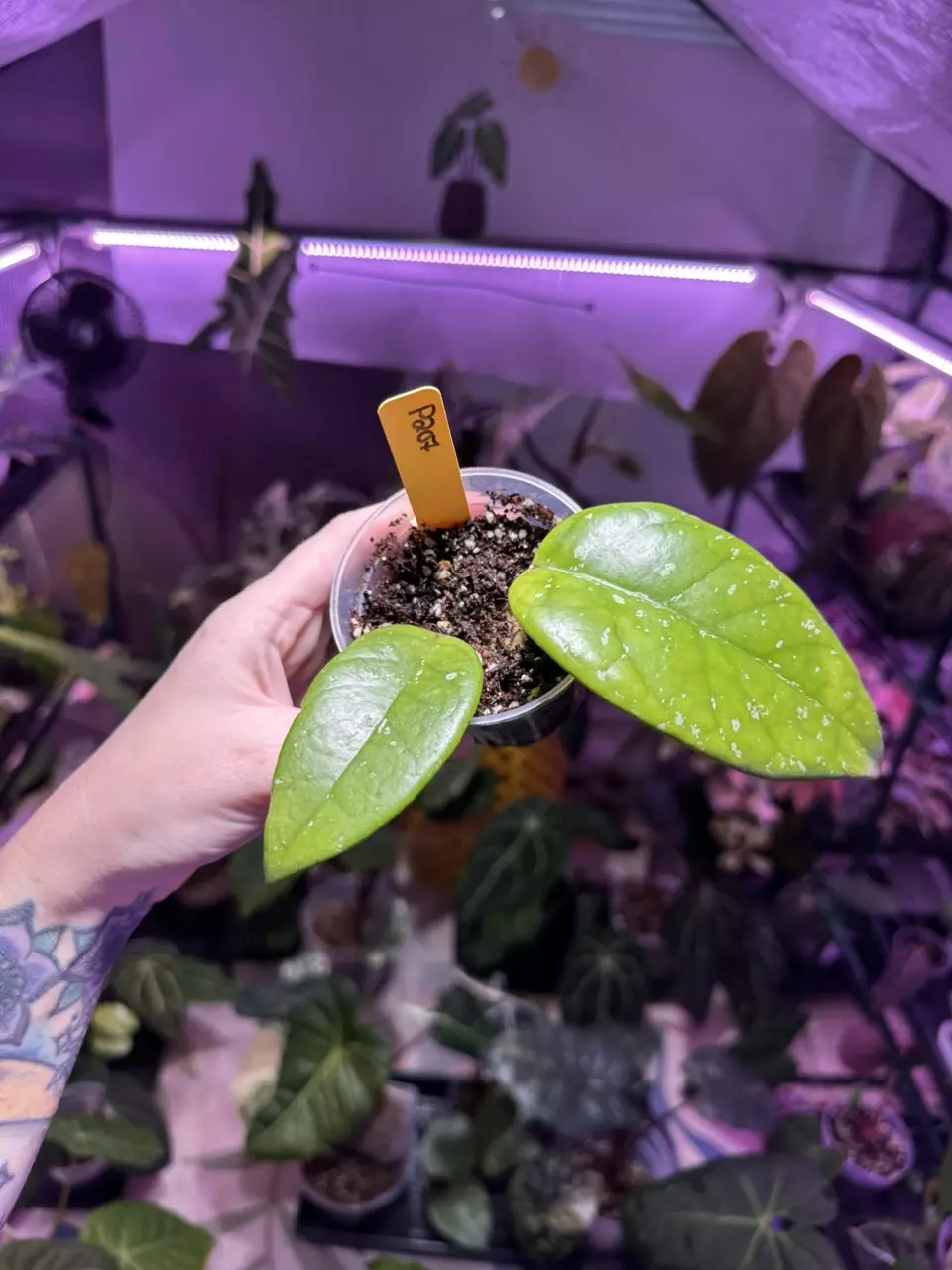 plant/P207 Hoya Fungii x Publicalyx-1