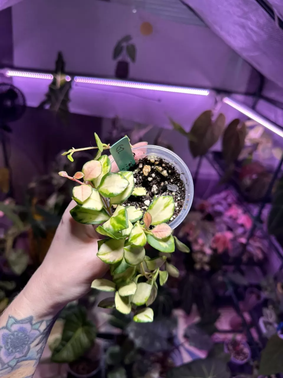 plant/G2 Hoya Variegaged Heushkeliana-1