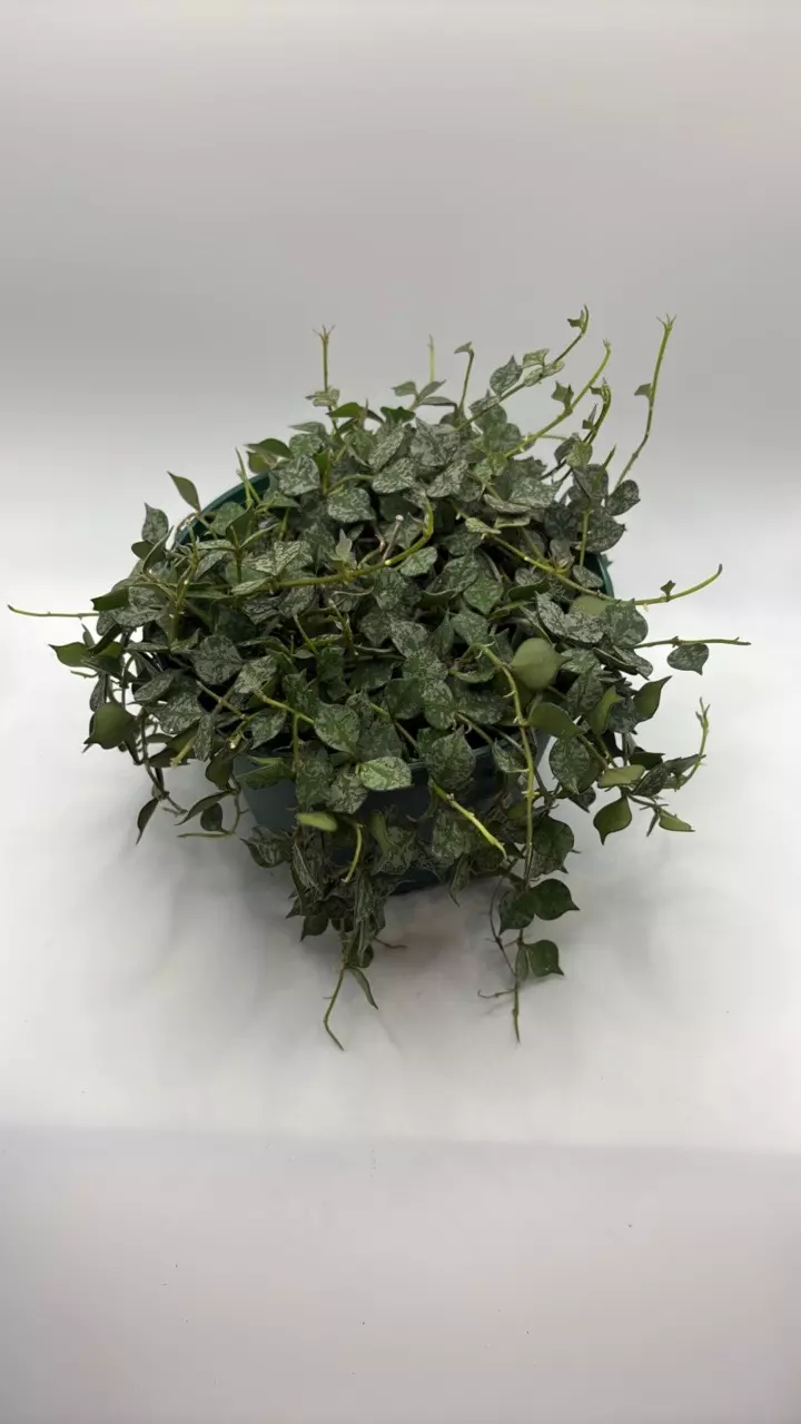 plant/Hoya curtisii 6in basket-0