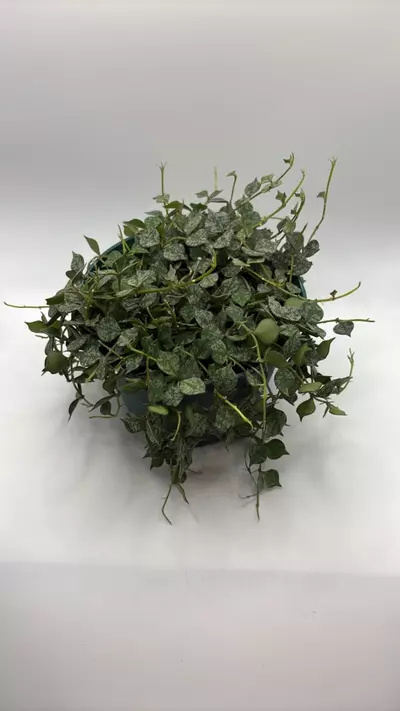 plant/Hoya curtisii 6in basket-0-thumbnail