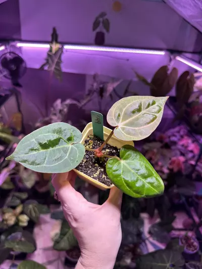 plant/G49 Anthurium Pap x RC OPEN-0-thumbnail