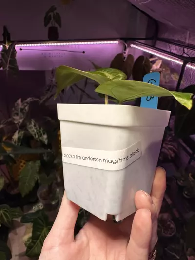 plant/G23 Anthurium AOS/Tims black x time Anderson mag/tims black-3-thumbnail