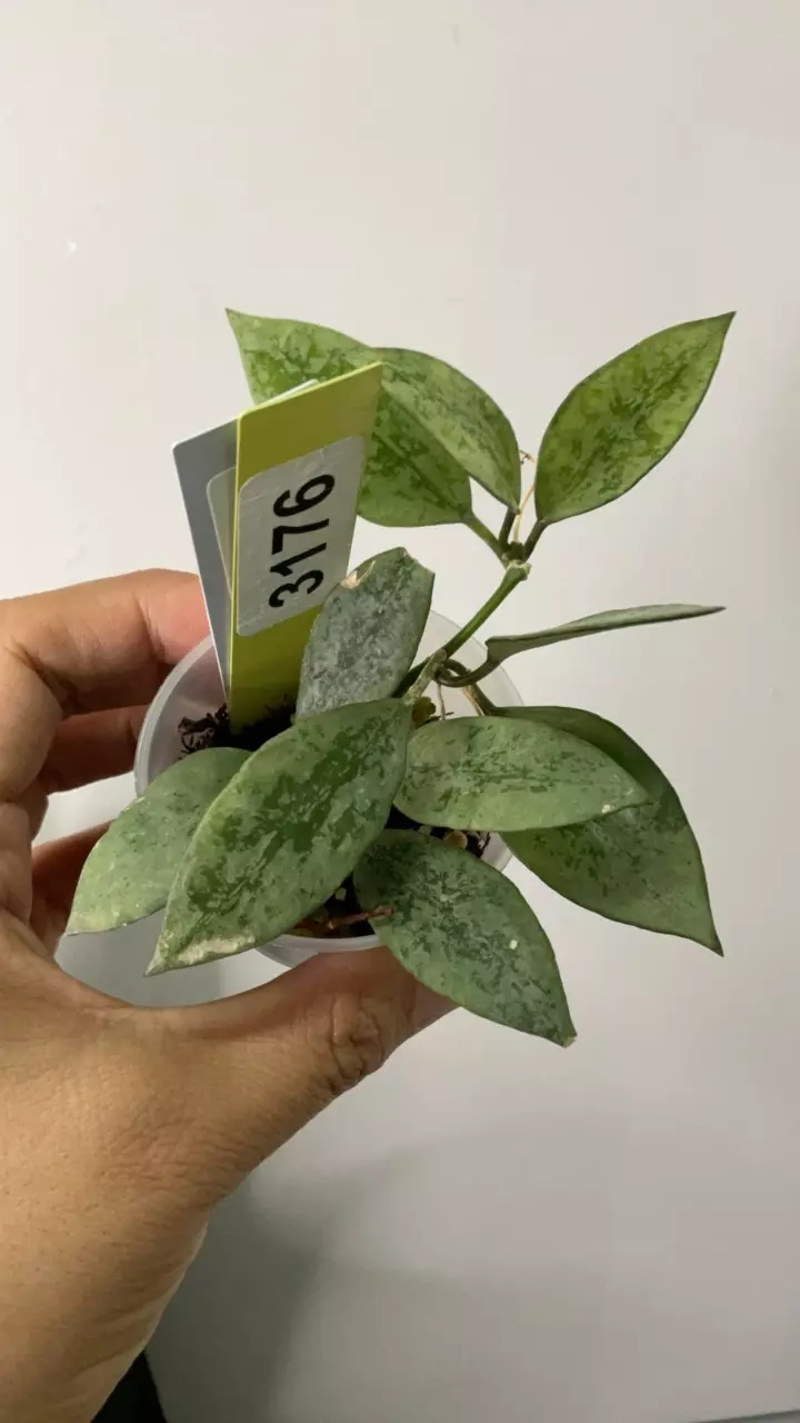 plant/3176 lac snow leopard-0