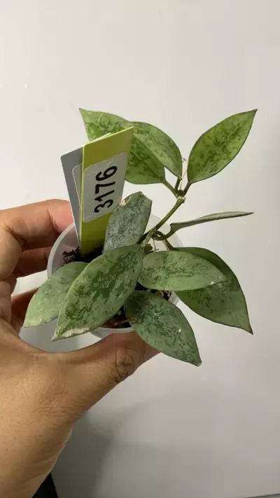 plant/3176 lac snow leopard-0-thumbnail