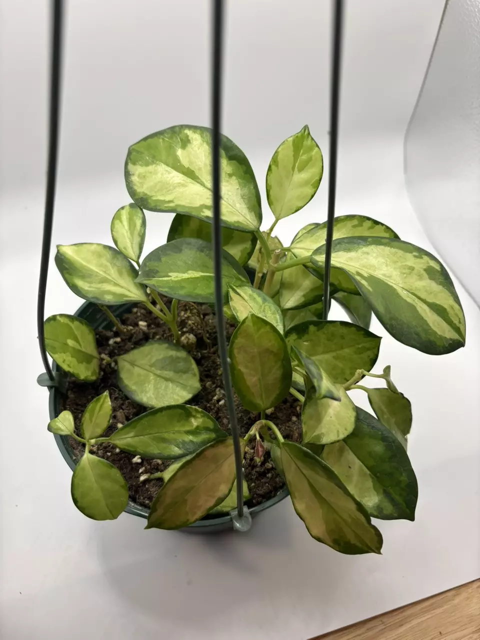 plant/Hoya australis Lisa 6in basket-0