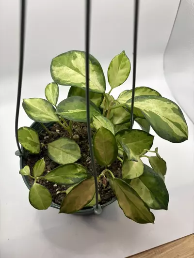 plant/Hoya australis Lisa 6in basket-0-thumbnail