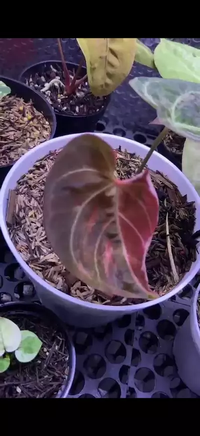 plant/Magna by Hu-1-thumbnail