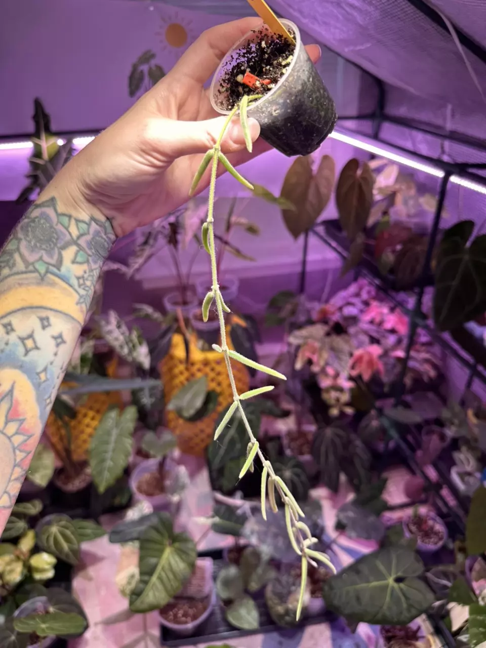 plant/P210 Hoya Linearis-0