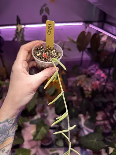 plant/P210 Hoya Linearis-1-thumbnail