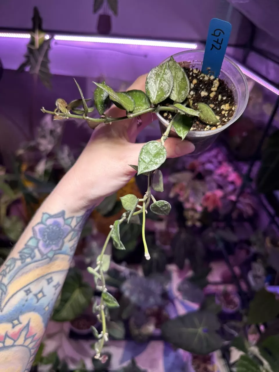 plant/G72 Hoya Krohniana Silver Splash-1