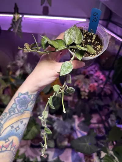 plant/G72 Hoya Krohniana Silver Splash-1-thumbnail