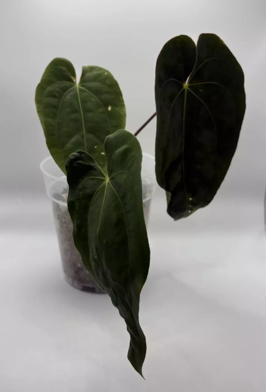 plant/Anthurium Papilliaminum-0