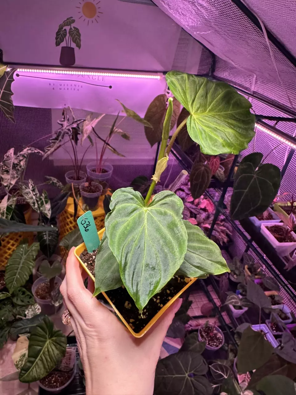 plant/G36 Philodendron Verrucosum-2