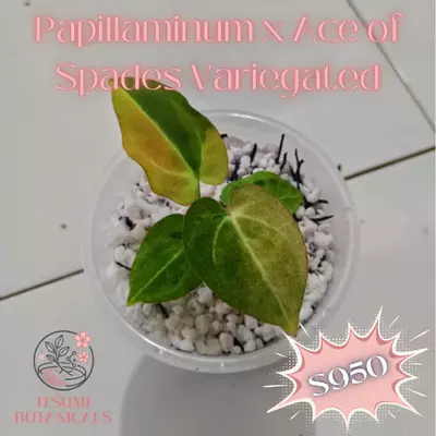 plant/papi x AOS variegated-0-thumbnail