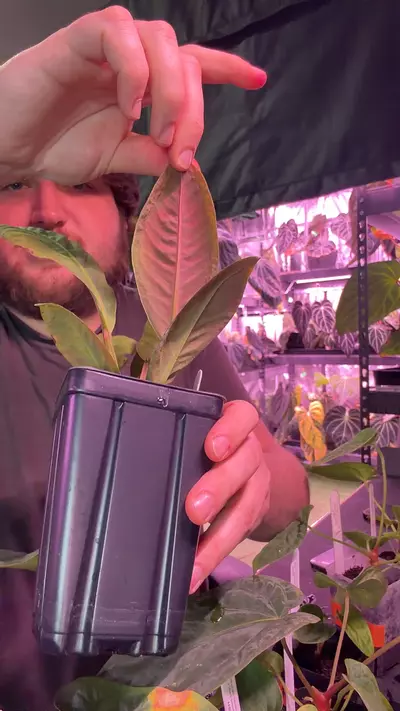 plant/Willifordii-0-thumbnail