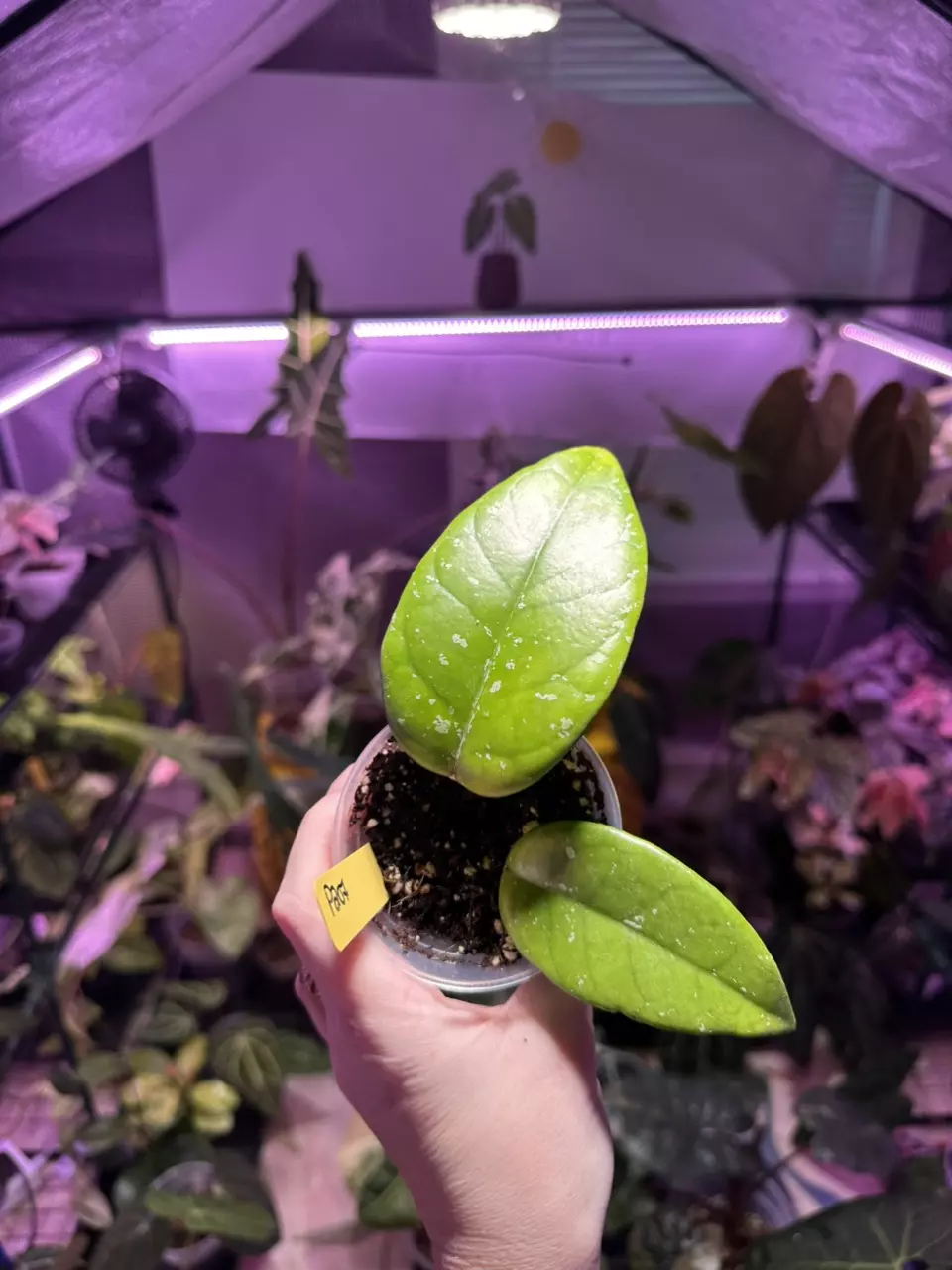 plant/P207 Hoya Fungii x Publicalyx-0