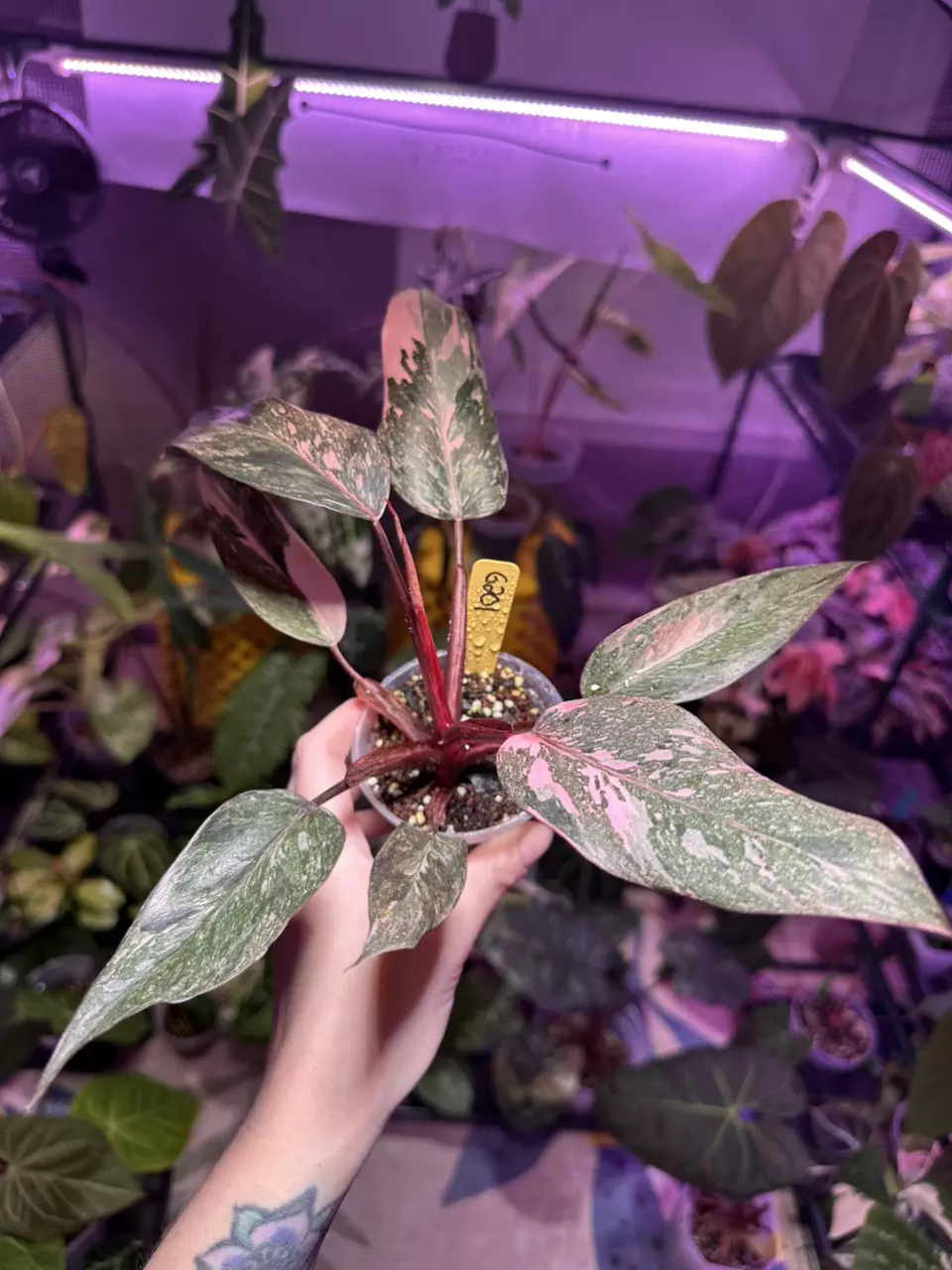 plant/G201 Philodendron Pink Princess Galaxy-2