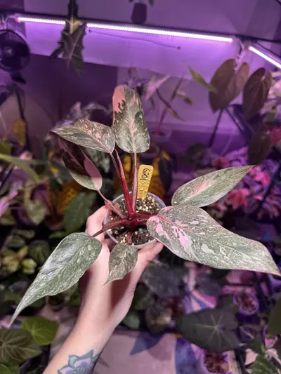 plant/G201 Philodendron Pink Princess Galaxy-2-thumbnail