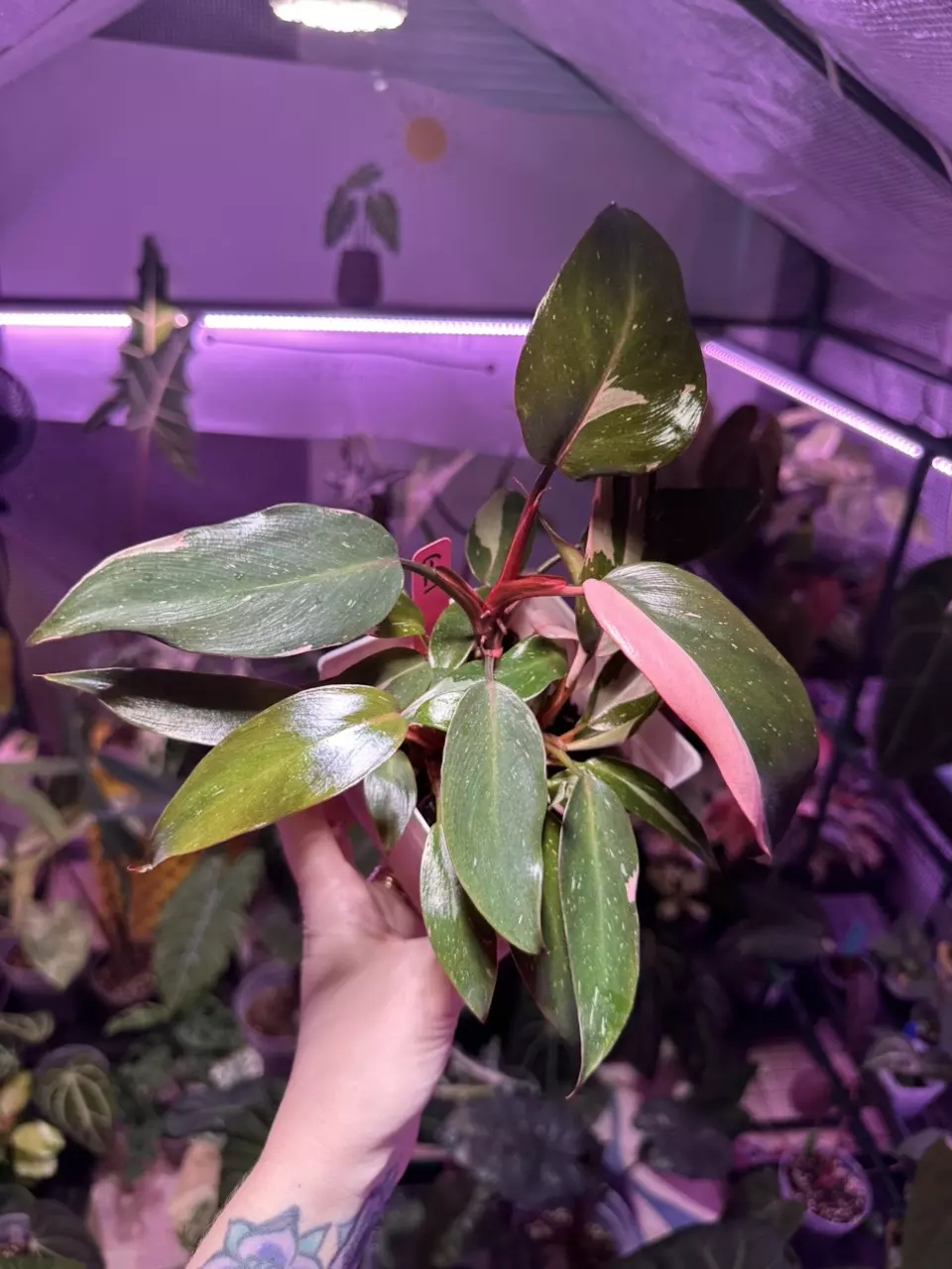 plant/G21 Philodendron Pink Princess-2