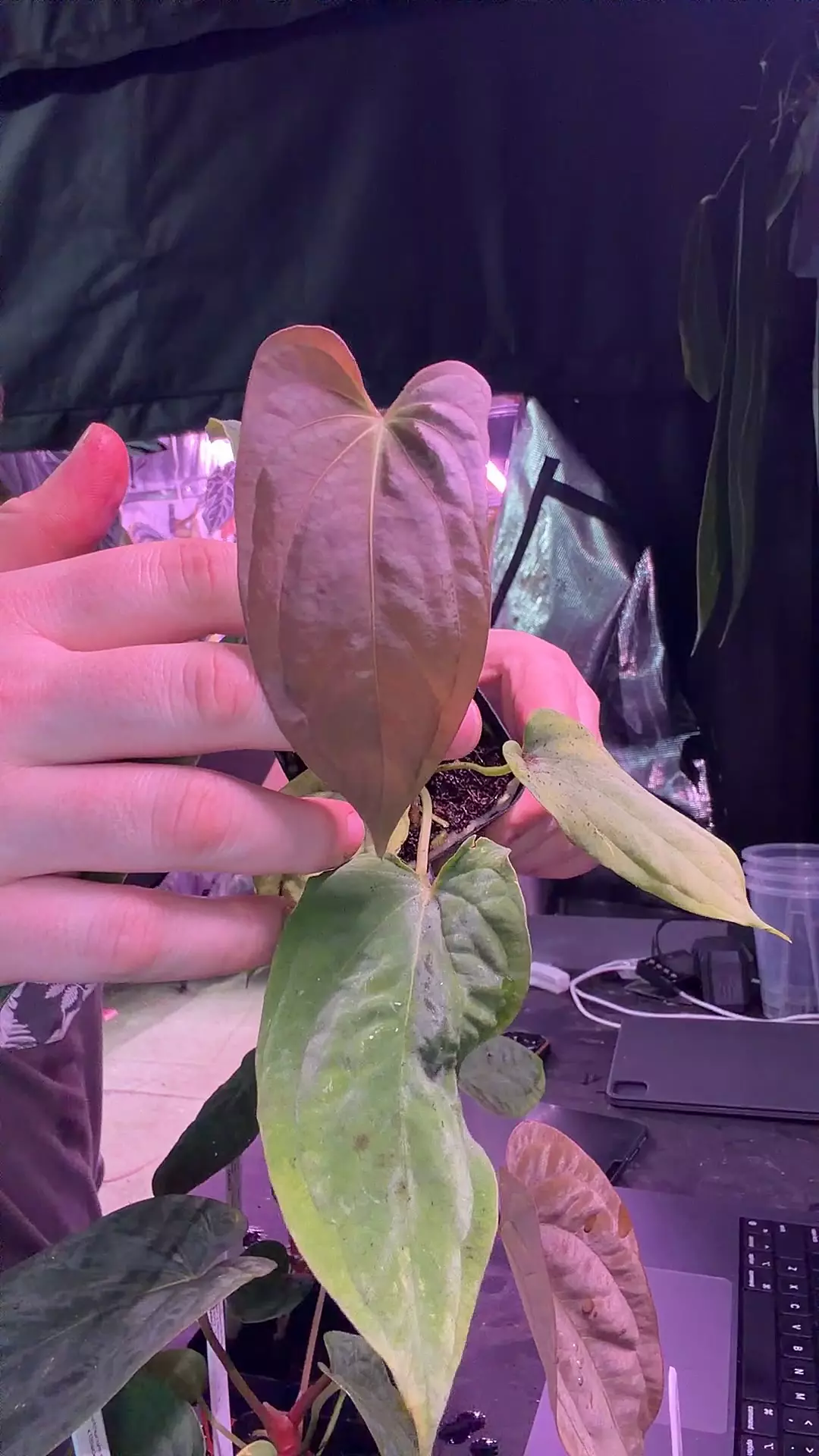 plant/BVEP (Round x RA1) x (Wu1 Oliver)-0