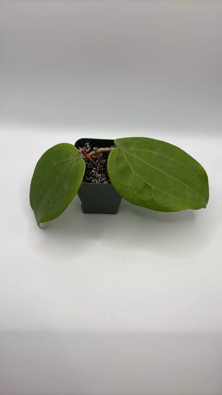 plant/Hoya Glabra Borneo-0