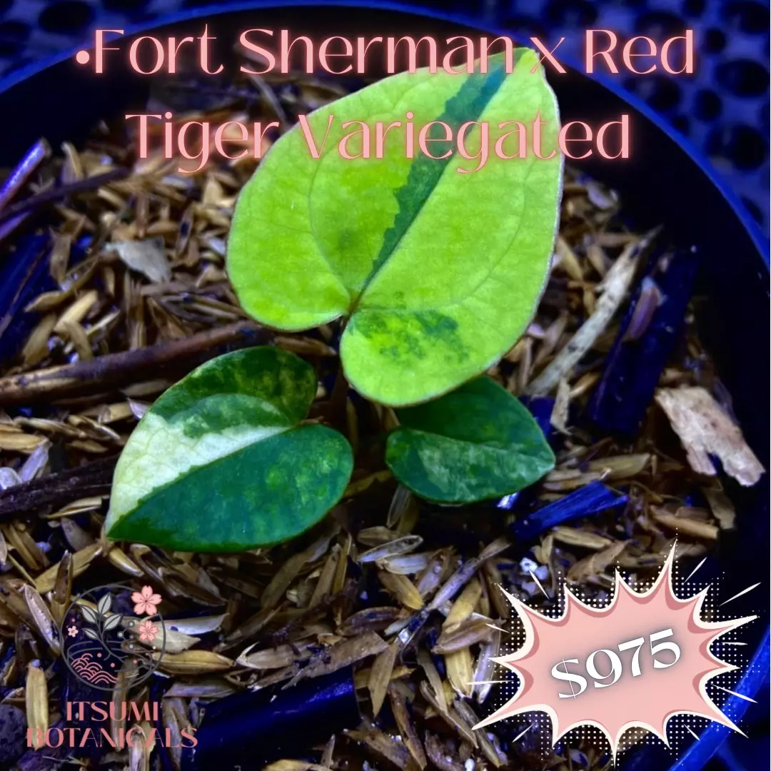 plant/FS x Red Tiger Variegated-0
