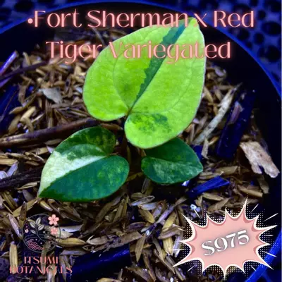 plant/FS x Red Tiger Variegated-0-thumbnail