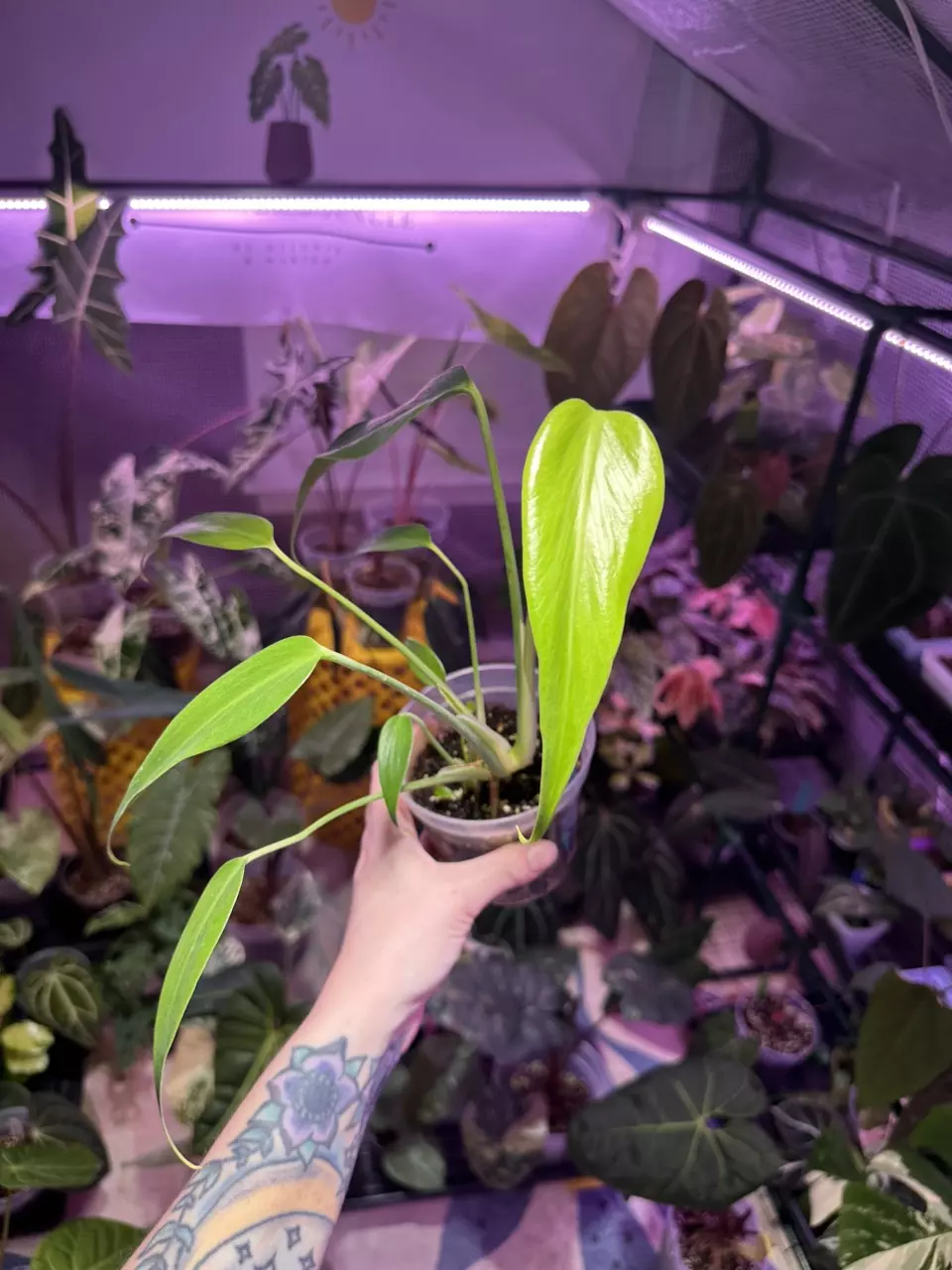 plant/G40 Monstera Burle Marx Flame-0