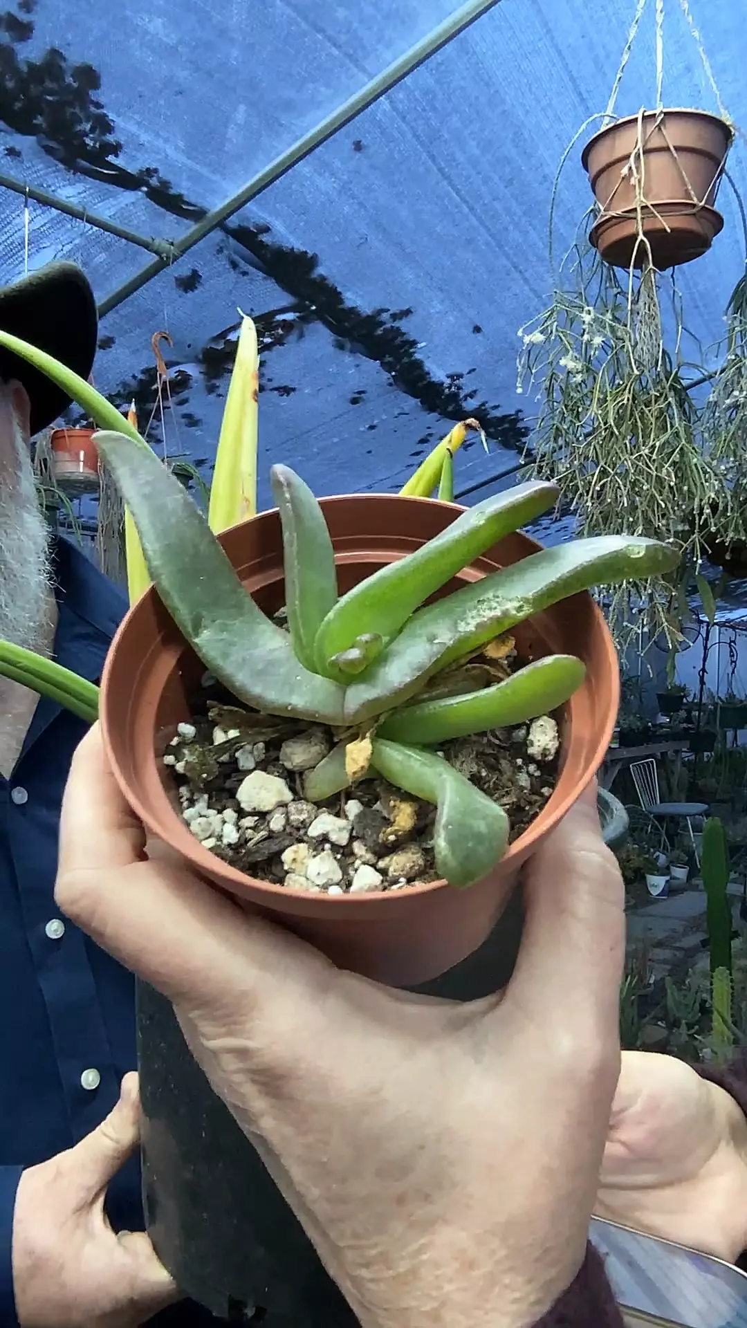 plant/Glottiphyllum Longum 3.5”-0