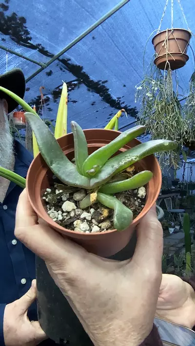 plant/Glottiphyllum Longum 3.5”-0-thumbnail