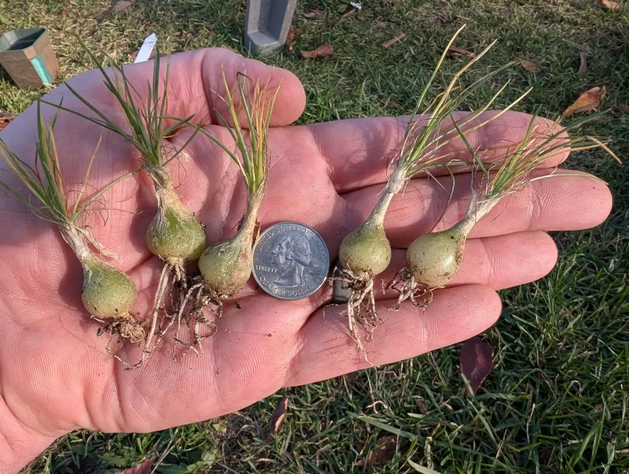 plant/f10 Ornithogalum sardienii - winter grower bulb-0