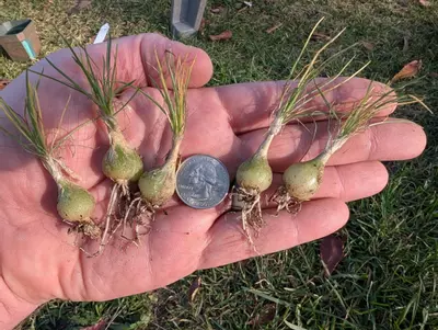 plant/f10 Ornithogalum sardienii - winter grower bulb-0-thumbnail