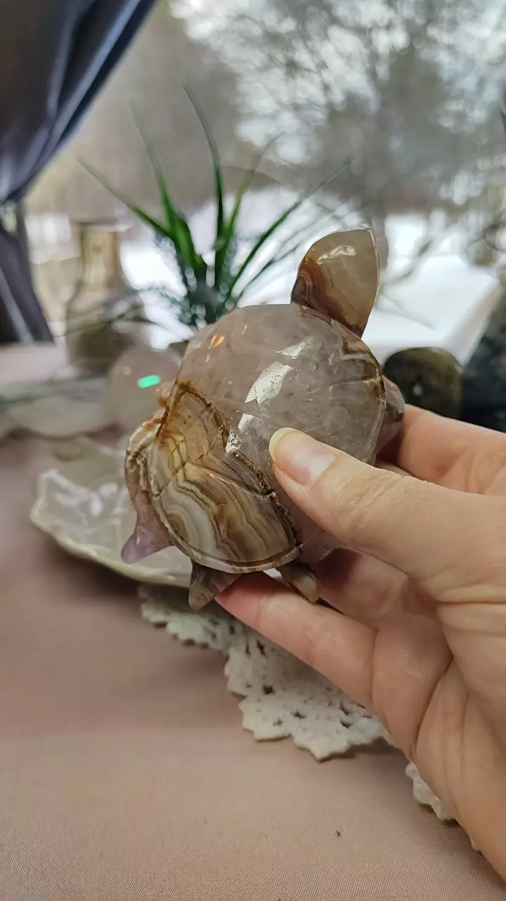 plant/Mexican Crazy Lace Turtle-0