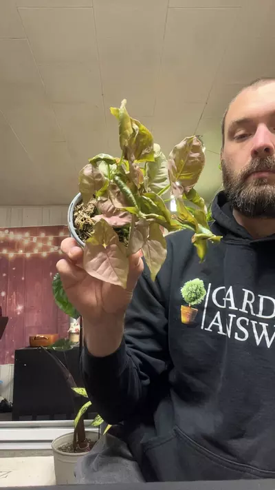 plant/Syngonium pink neon-0-thumbnail