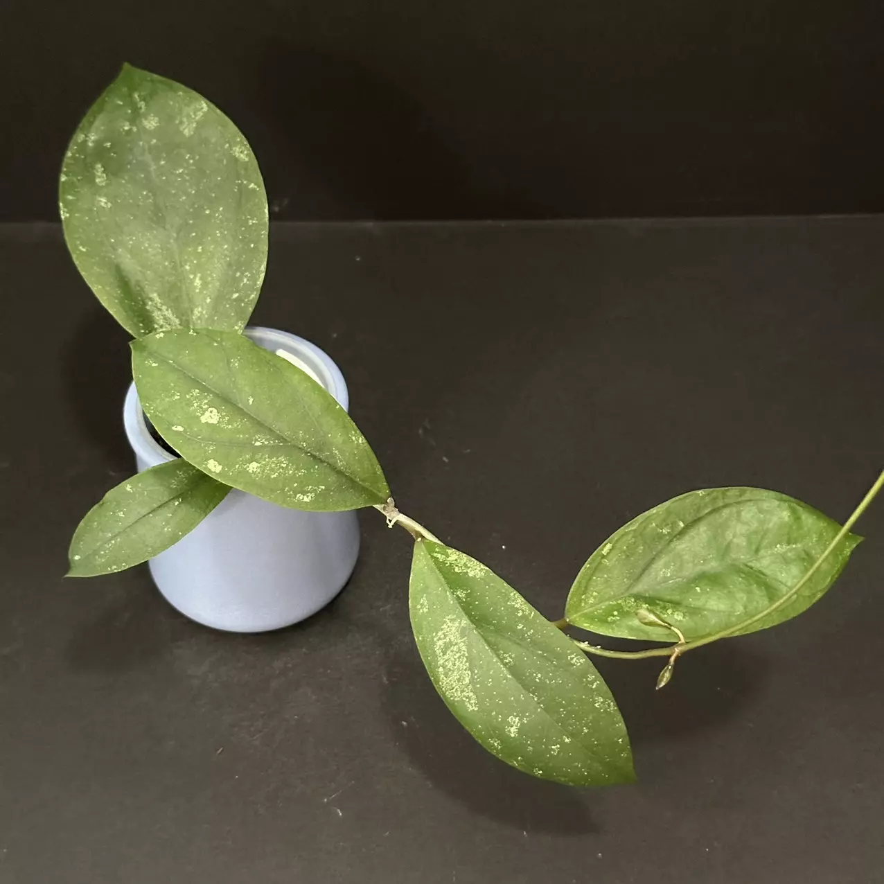 plant/1676 Hoya GEH2302-17
('Swiffer's Dream' x 'Chicken Farm')-0