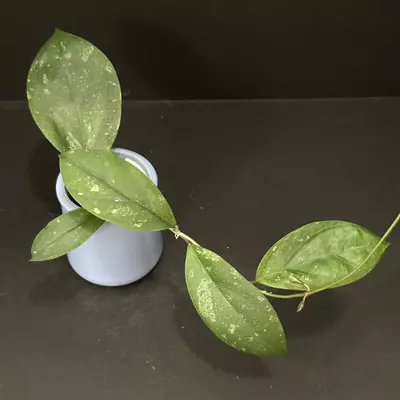 plant/1676 Hoya GEH2302-17
('Swiffer's Dream' x 'Chicken Farm')-0-thumbnail