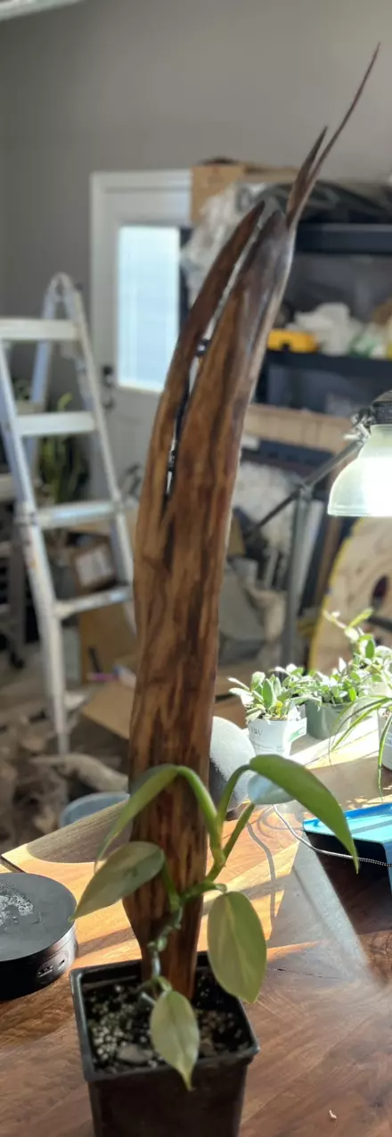 plant/medium driftwood plant stake-0