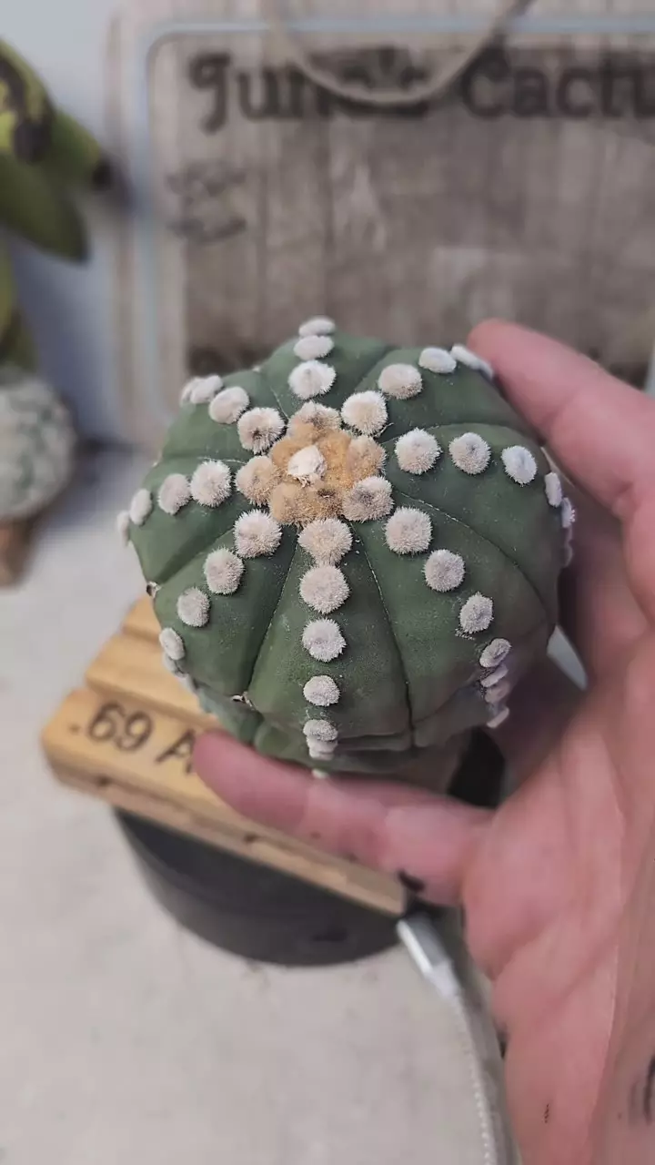 plant/f72 big Astro asterias ooibo, funky plant, trimmed roots-0