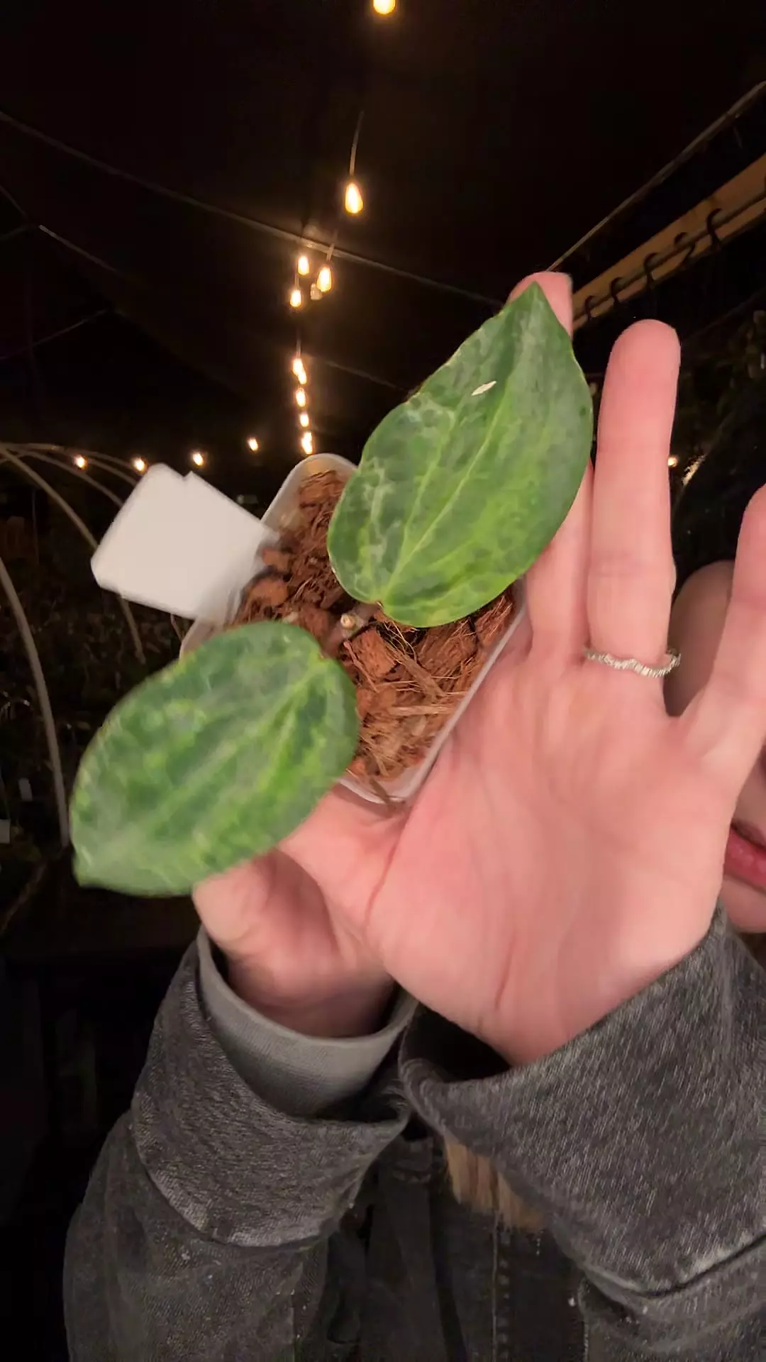 plant/5324 Hoya crocodile-0