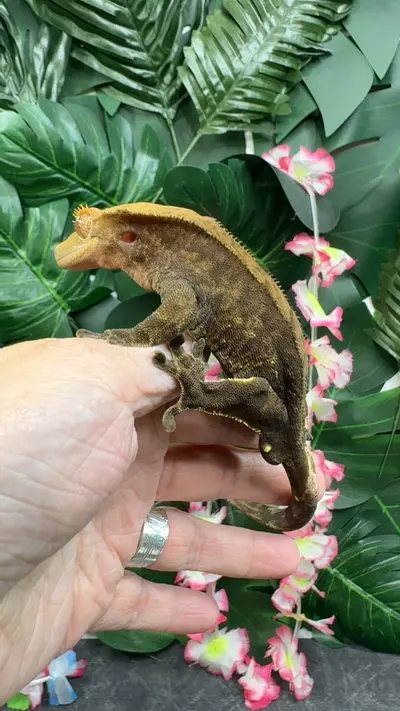 plant/rtb 47g male amatsu x amiko gecko rm-0-thumbnail