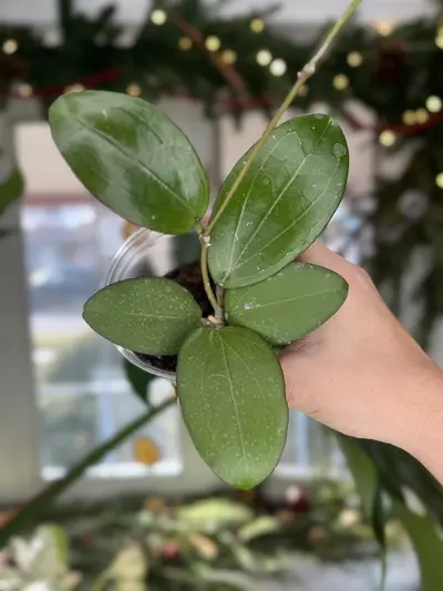 plant/Hoya Erythrina x Jennifer-0-thumbnail