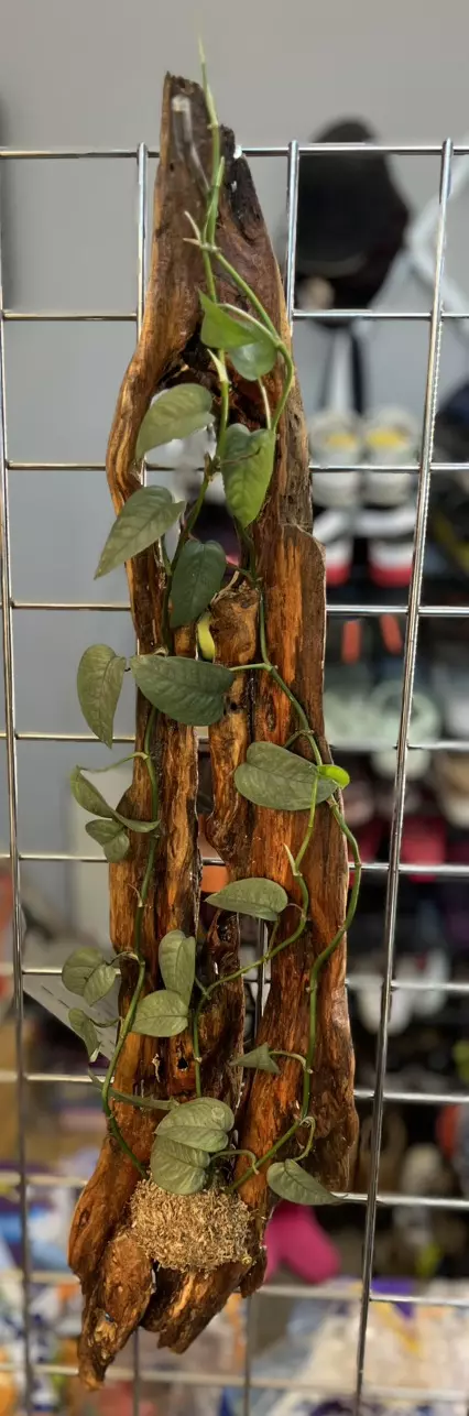 plant/cebu blue pothos on driftwood - large-0