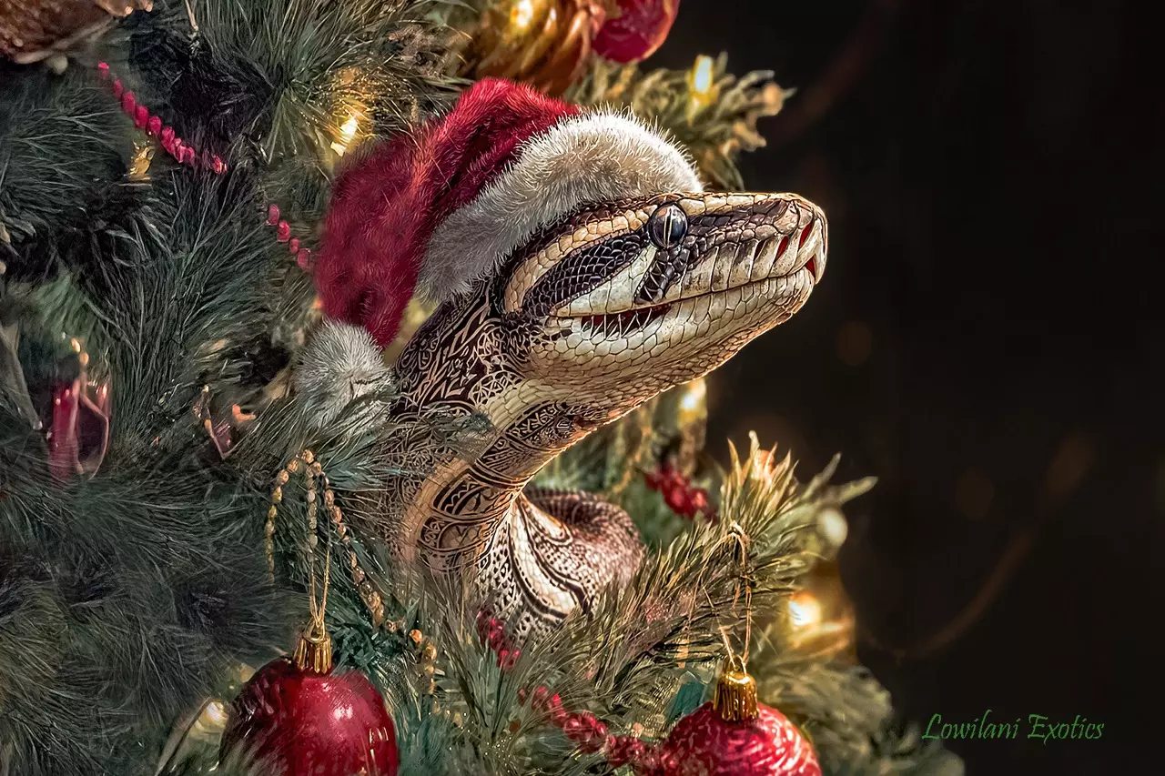 plant/Christmas cards 3 x-0