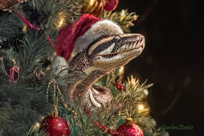 plant/Christmas cards 3 x-0-thumbnail