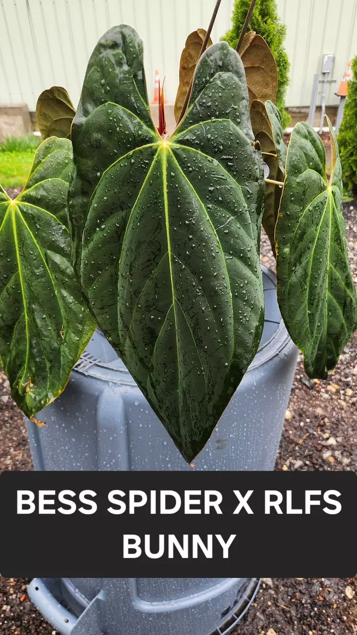 plant/Wuhoo’s First Night x (besseae Spider x RLFS Bunny)GC-2