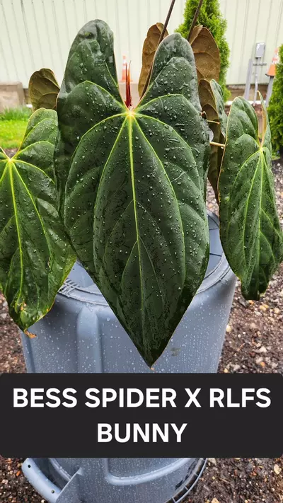plant/Wuhoo’s First Night x (besseae Spider x RLFS Bunny)GC-2-thumbnail